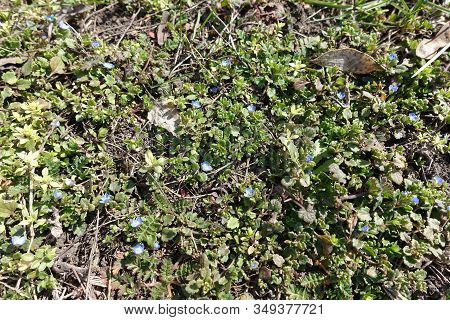Simple Blue Flowers Of Veronica Polita In March