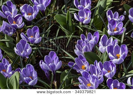 They Wake Up With The First Warm Rays Of The Sun: The Early Bloomers Crocuses. Violet Spring Flowers