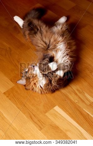 Cat, A Long-haired Cat With Green Eyes. The Cat Lies On A Wooden Floor. Domestic Cat. Beautiful Old 