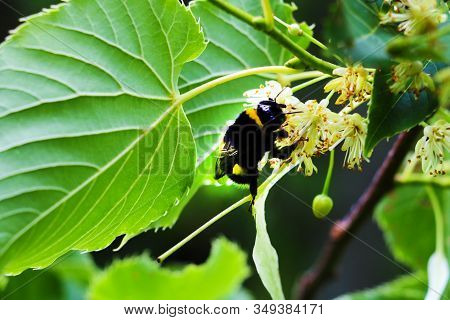 Linden Tree Lime Tree Linden Blossom In The Spring