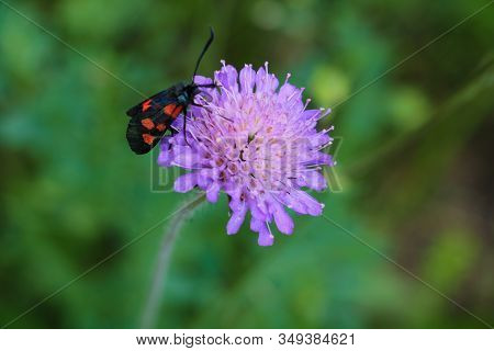Scabiosa Columbaria, Pincushion Flower In The Summer