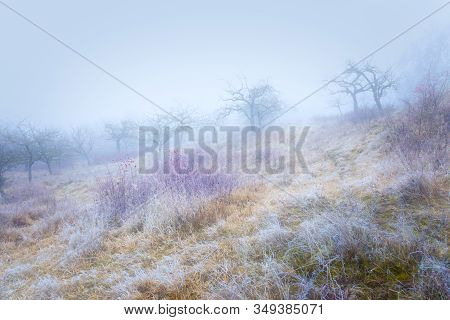 Rimy Meadow Orchard