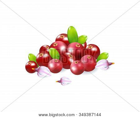 Set Of Realistic Ripe Berryes On A White Background.the Berryes For Advertising, Labels, Organic Agr