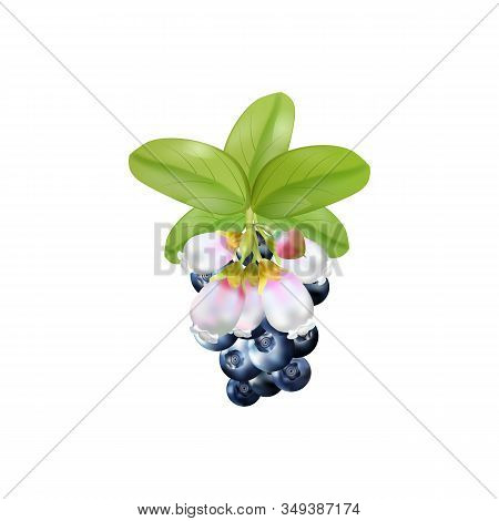 Set Of Realistic Ripe Berryes On A White Background.the Berryes For Advertising, Labels, Organic Agr