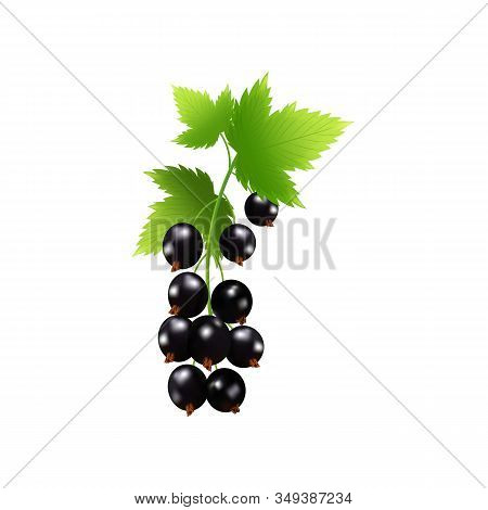 Set Of Realistic Ripe Berryes On A White Background.the Berryes For Advertising, Labels, Organic Agr