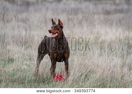 Attentive Look Of A Black-brown Doberman Who Stands On The Green Grass With A Ball