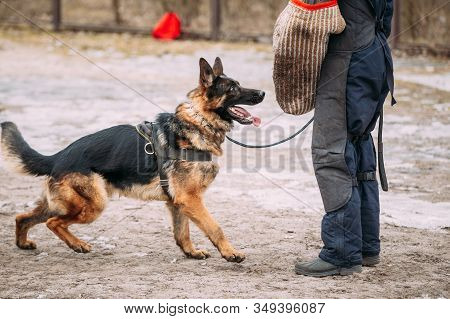 German Shepherd Dog Training. Biting Dog. Alsatian Wolf Dog. Deutscher, Dog