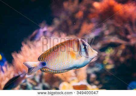 Kole Tang Or Spotted Surgeonfish Or Goldring Surgeonfish Or Yellow-eyed Tang Fish Ctenochaetus Strig