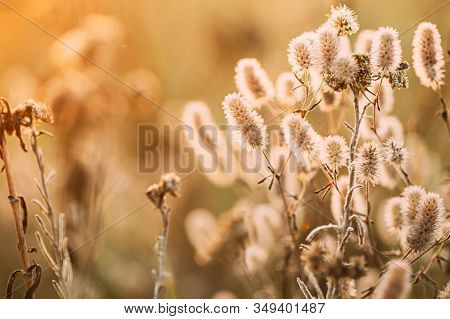 Trifolium Arvense, Commonly Known As Hares-foot Clover, Rabbitfoot Clover, Stone Clover Or Oldfield 