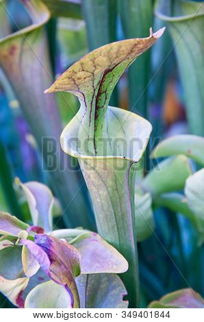 Pitcher Plant Carnivorous Growing In A Garden.  Horticulture Folks Love These Protein Eating Plants.
