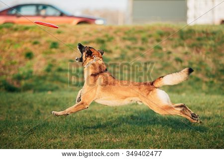 Malinois Dog Play Jumping Running With Plate Toy Outdoor In Park. Belgian Sheepdog Are Active, Intel