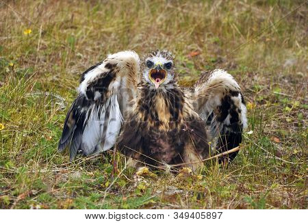 A Rough-legged Buzzard Chick Sits On The Ground With Its Beak Open. Wings Spread
