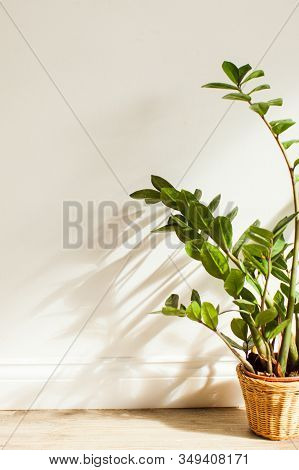 Green Plants In The Interiour Living Room Design
