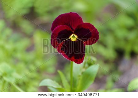 Closeup Magenta Flower Johnny Jump Up, Viola Tricolor On A Background Of Green Leaves In Blossoming 