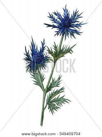 Watercolor Feverweed, Thistle, Blue Thorn. Hand Drawn 
 Herbal Illustration. Honey Herb.