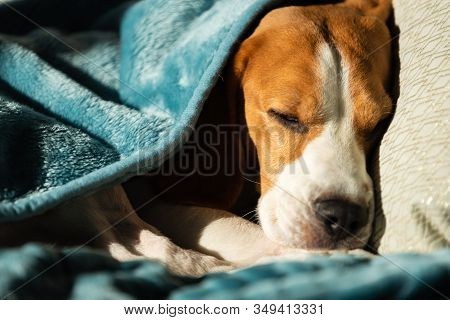 Lazy And Sleepy Beagle Dog Under A Blue Blanket On A Bed. Sunny Day At Home Background. Adorable Dog
