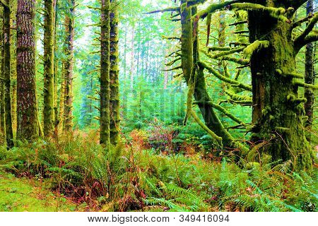 Fog Inundating A Lush Temperate Forest Including Trees Covered With Moss And Fern Plants Taken In Ru