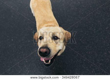 Labrador Retriever On Street Standing On Road