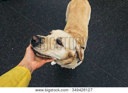 Crop Owner Petting Dog On Street Standing On Road