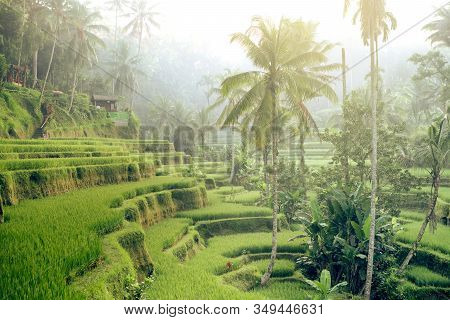 Beautiful Rice Terraces In The Morning Light Near Tegallalang Village, Ubud, Bali, Indonesia.