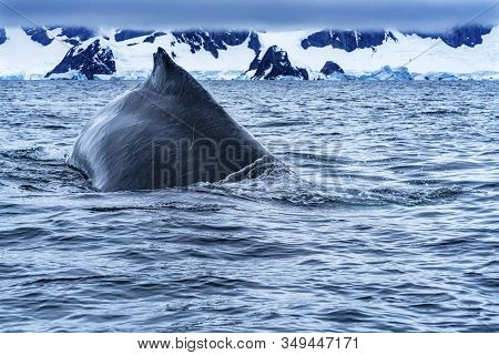 Humback Baleen Whale Chasing Krill Going Under Rubber Boat Charlotte Bay Antarctic Peninsula Antarct