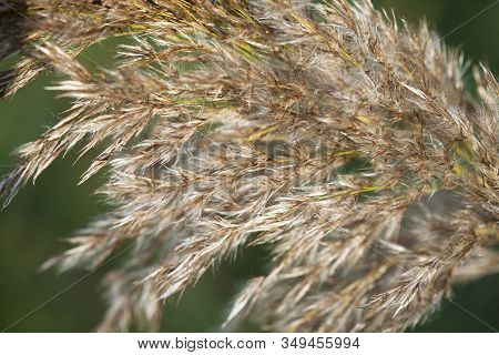 Details Of One Dry Reed Grass On A Green Background. Macro Closeup Single Golden Reed Grass