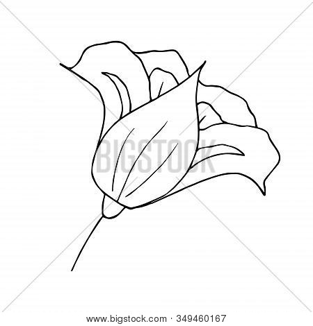 Doodle Flower Icon Iris. Hand Drawn Line Brush Element For Wedding, Birthday, Greeting Cards Or Prin
