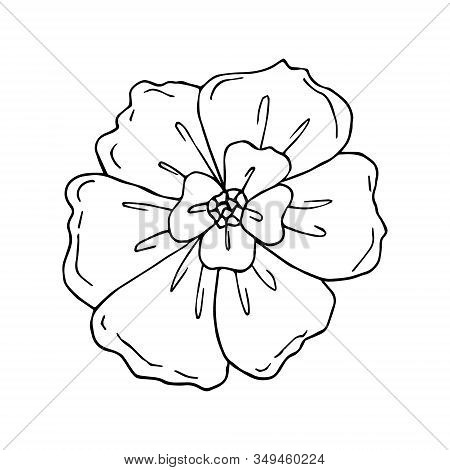 Doodle Flower Icon Poppy. Hand Drawn Line Brush Element For Wedding, Birthday, Greeting Cards Or Pri