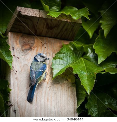 Sýkora modřinka (Parus caeruleus) hnízdící box