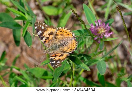 Beautiful Vanessa Cardui Is Sitting On A Green Meadow.