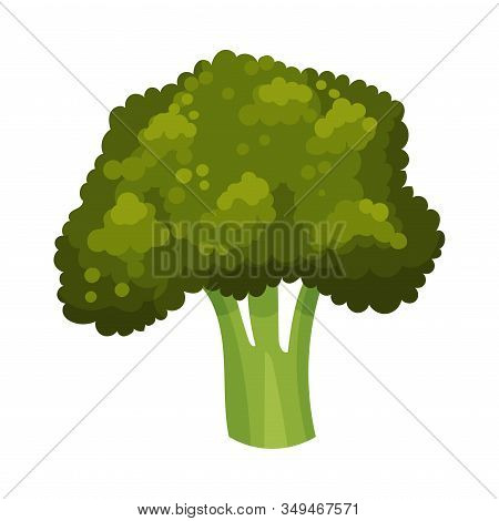Broccoli Isolated On White Background Vector Illustration