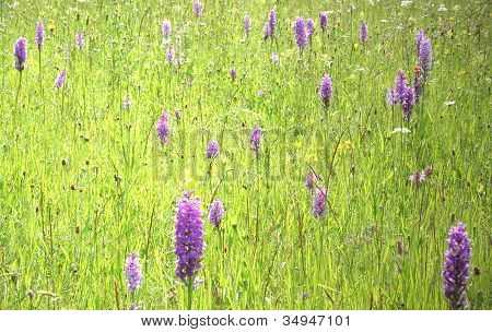 Orchidfield