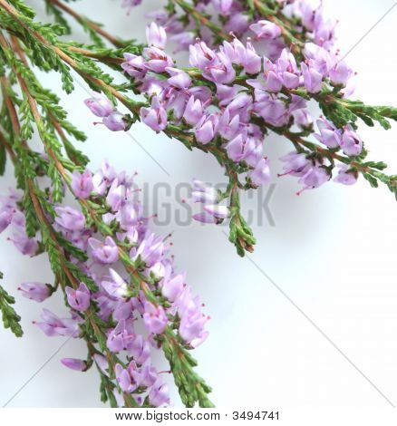 Violet Heather.