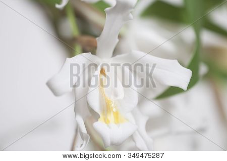 Flowers Of Coelogyne Cristata Orchid, Close Up Shot