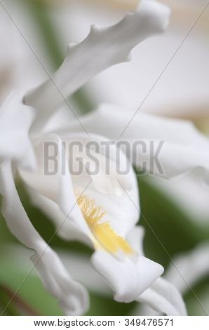 Flowers Of Coelogyne Cristata Orchid, Close Up Shot