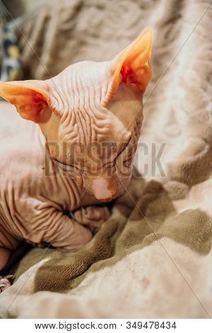 Sphinx Indoors, Bald Cat In The Bedroom, Hairless Cat, Naked Cat. Sphinx