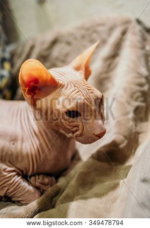 Sphinx Indoors, Bald Cat In The Bedroom, Hairless Cat, Naked Cat. Sphinx