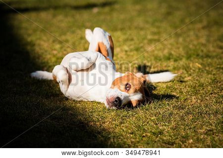 Beagle Wallow And Roll On Grass. Dog Has Relaxation Time Lying Down On Green Grass In Sun. Hound Bac