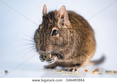 Funny rodent degu eating on white background