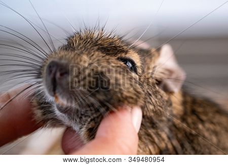 Hand palming little domestic squirrel degu