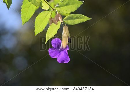 Purple Trumpet Flower Hanging In Wild Area Blurred Background Back Of Petals In India Asia