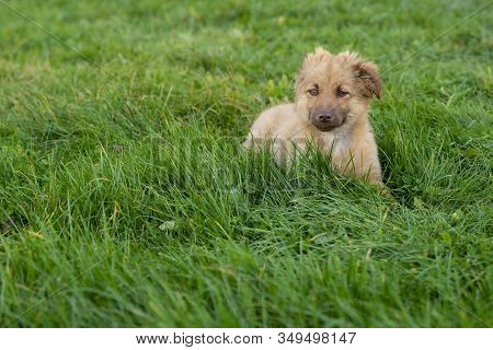 Close Up On Cute Brown Mixed Breed Dog On Grass