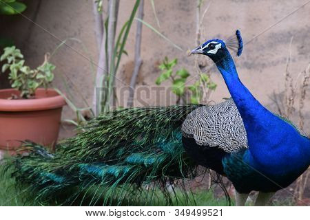 Beautiful Colorful Indian Peafowl Peacock Roaming Walking In House Backyard For Food Feed Grains Wit