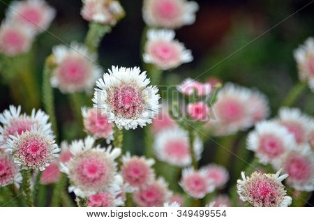 Pink And White Flowers Of The Australian Native Albany Daisy, Actinodium Cunninghamii, Family Myrtac