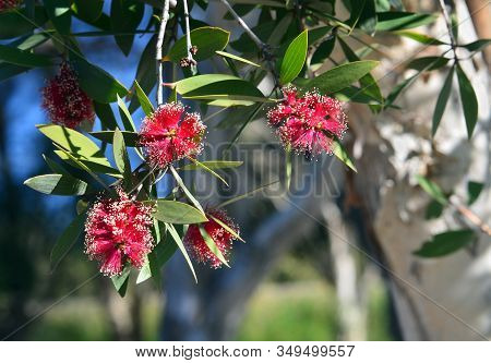Red Flowers And White Bark Of The Broad-leaved Paperbark, Melaleuca Viridiflora, Family Myrtaceae. N