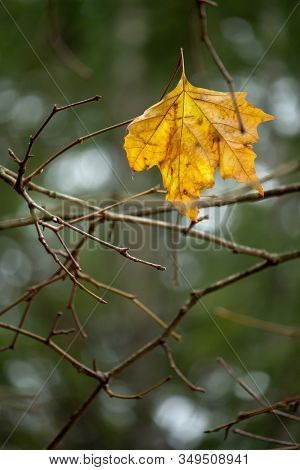 Last Brown Autumn Leaf Hanging From A Tree. Blurred Background