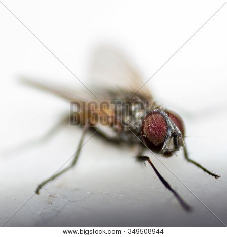 Fly Macro Shot Eyes With In Focus