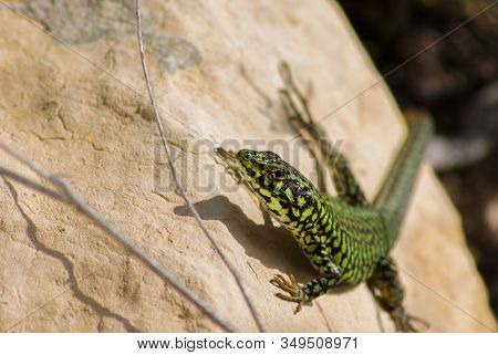 A Maltese Wall Lizard (podarcis Filfolensis) On A Rock Under The Sun