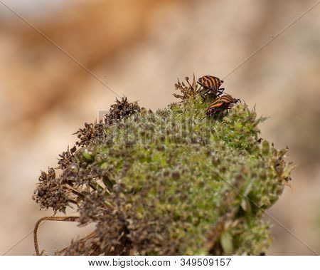 Shield Bug Pair On Wild Carrot Flower