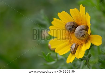 Family Of Snails On A Flower. Concept For A Family In Nature